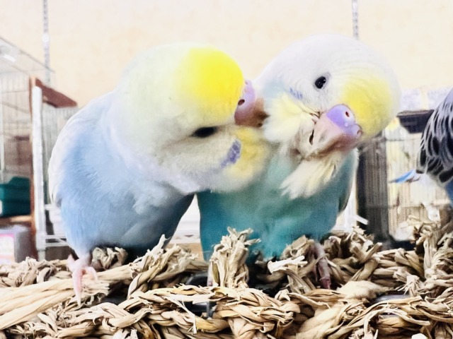 セキセイインコ