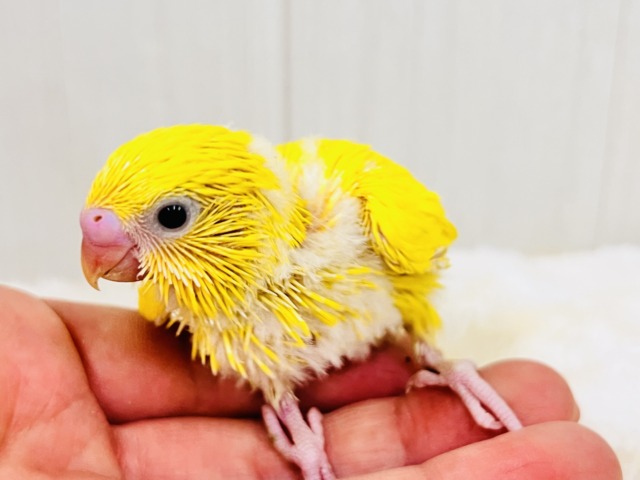 セキセイインコ