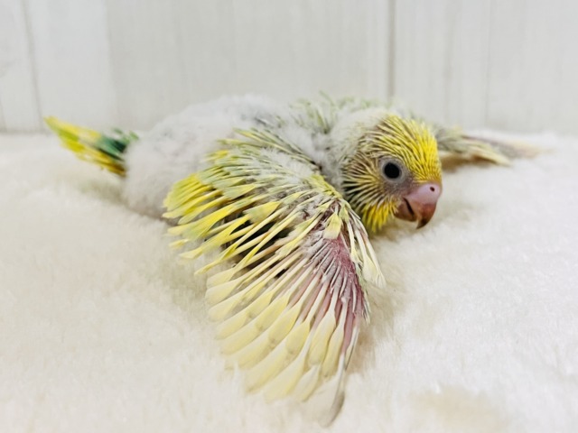 セキセイインコ
