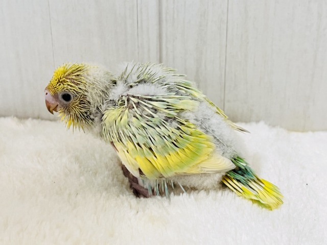 セキセイインコ