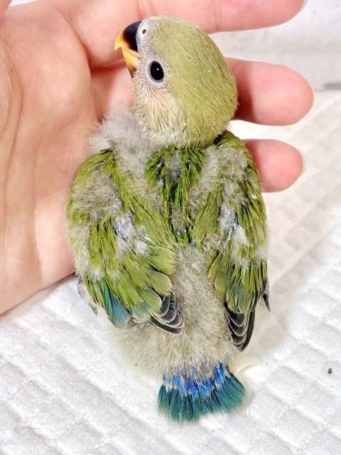 コザクラインコ（小桜インコ）