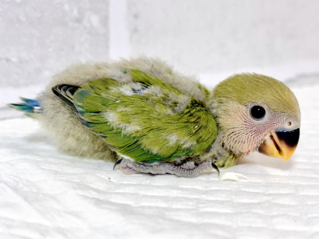 コザクラインコ（小桜インコ）