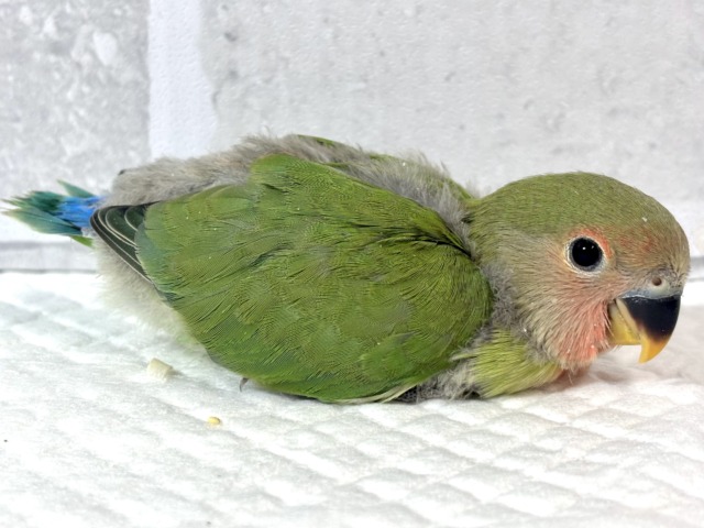 コザクラインコ（小桜インコ）