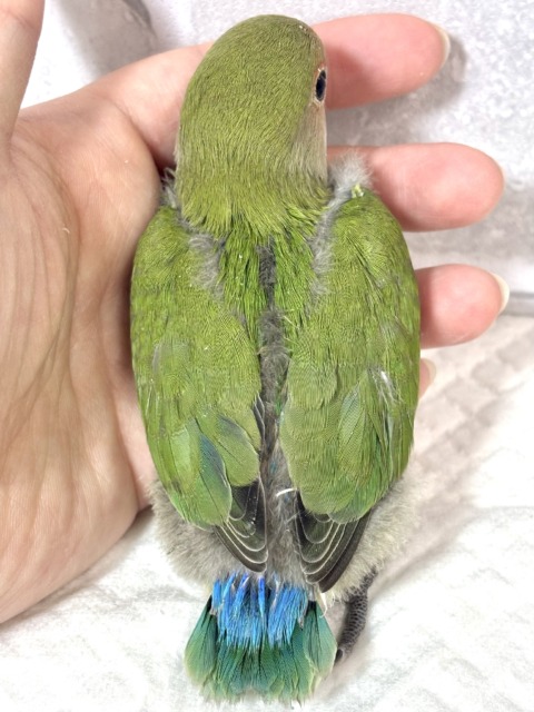 コザクラインコ（小桜インコ）