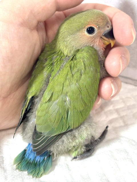 コザクラインコ（小桜インコ）