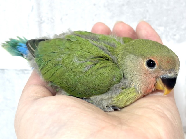 コザクラインコ（小桜インコ）
