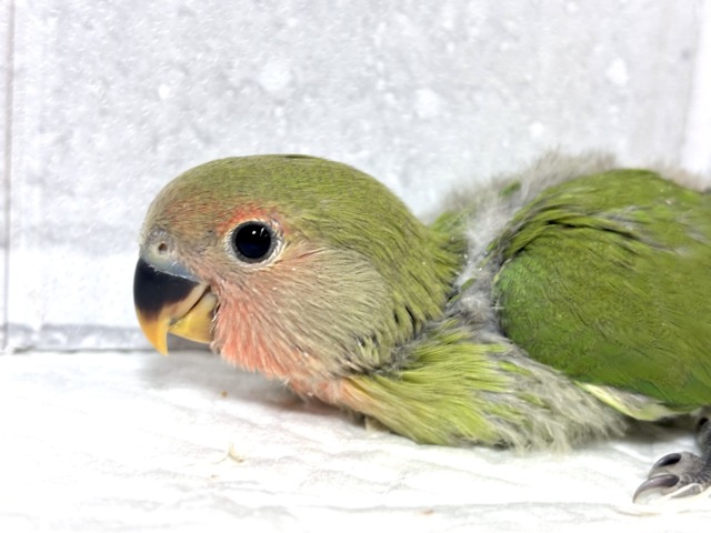 コザクラインコ（小桜インコ）