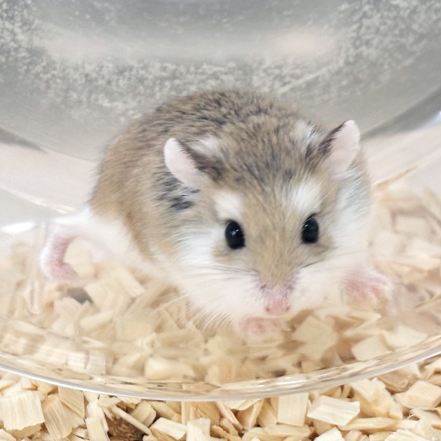 ロボロフスキーハムスター