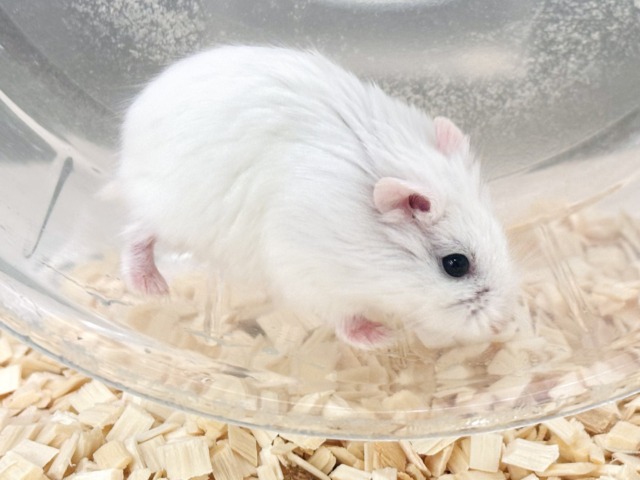 ロボロフスキーハムスター