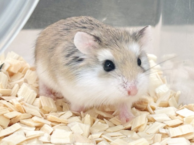 ロボロフスキーハムスター