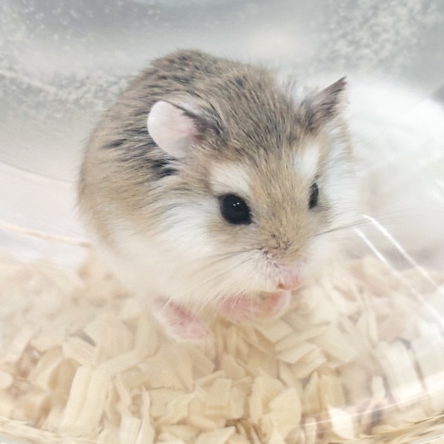 ロボロフスキーハムスター