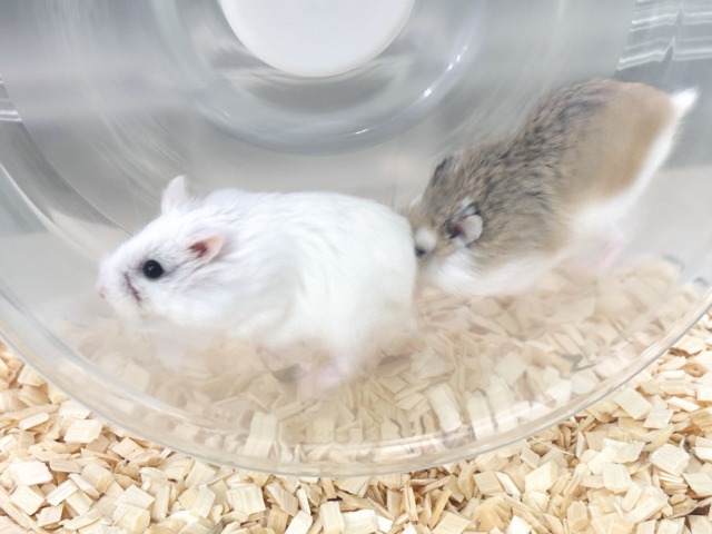 ロボロフスキーハムスター