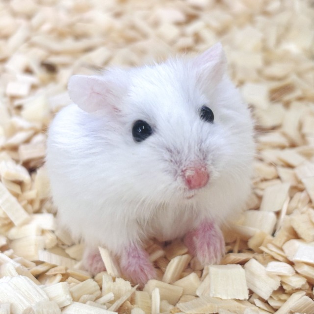 ロボロフスキーハムスター