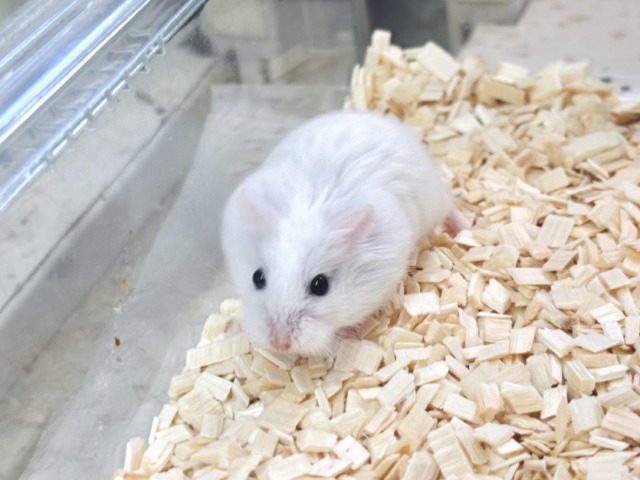 ロボロフスキーハムスター