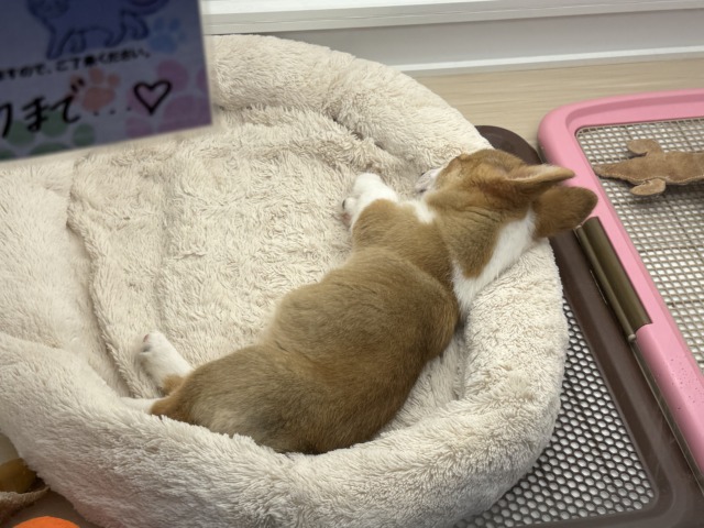 ウェルシュコーギー・ペンブローグ