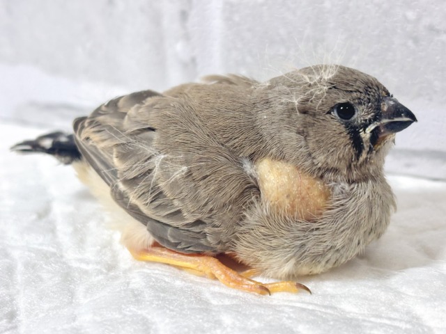 ジャンボキンカチョウ