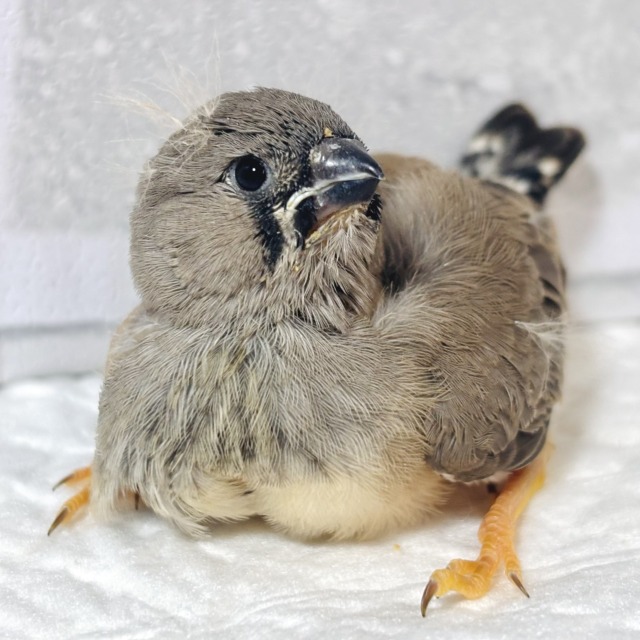 ジャンボキンカチョウ