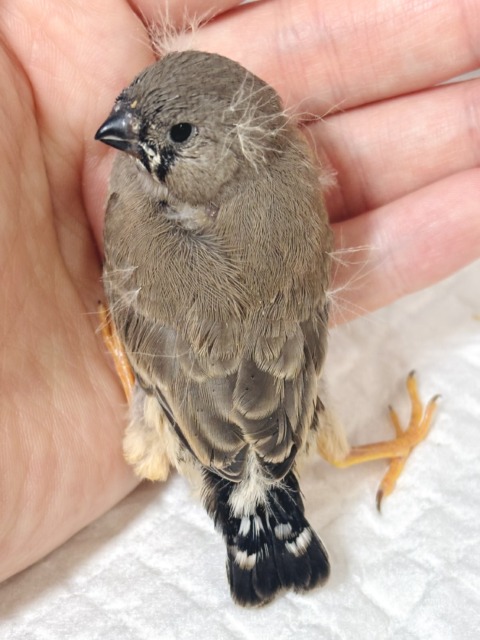 ジャンボキンカチョウ