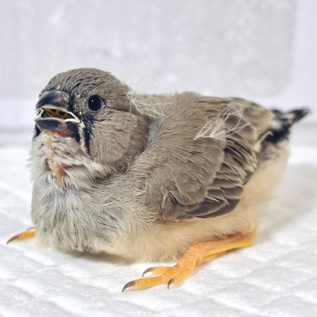 ジャンボキンカチョウ