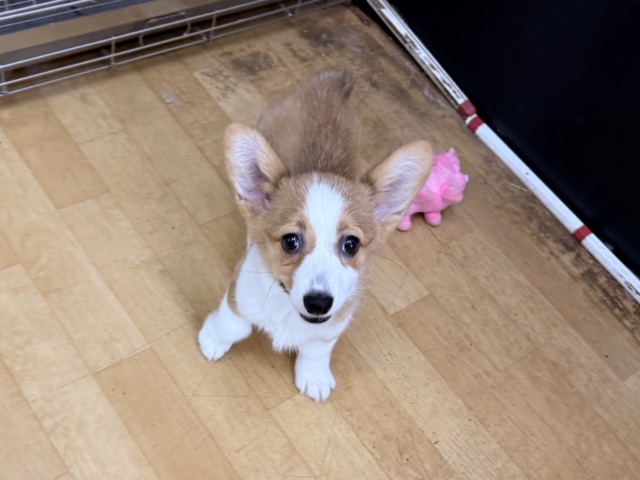 ウェルシュコーギー・ペンブローグ