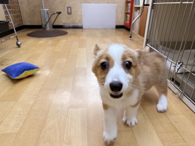 ウェルシュコーギー・ペンブローグ