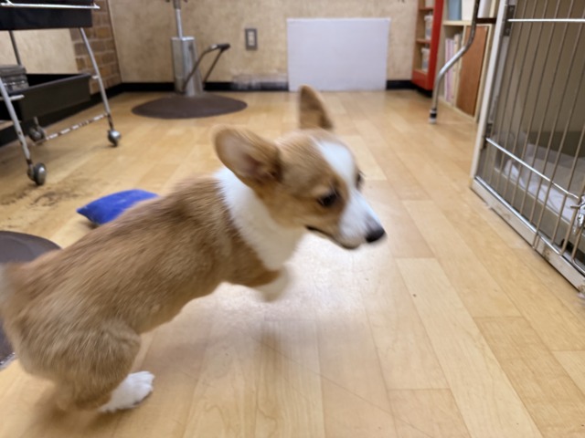 ウェルシュコーギー・ペンブローグ