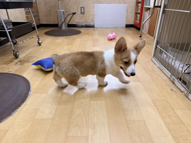 ウェルシュコーギー・ペンブローグ