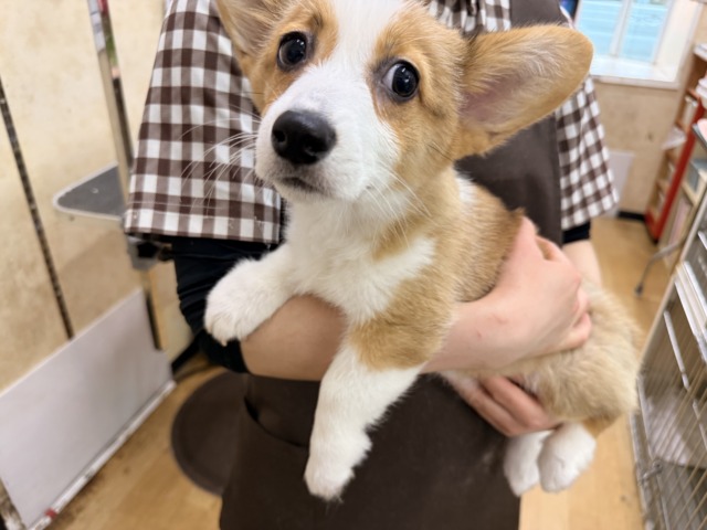 ウェルシュコーギー・ペンブローグ