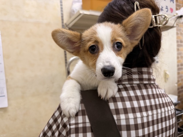 ウェルシュコーギー・ペンブローグ