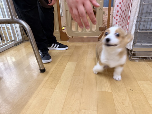 ウェルシュコーギー・ペンブローグ