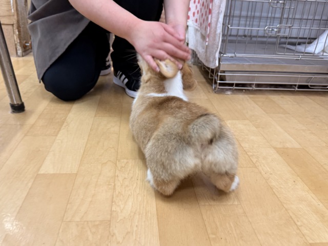 ウェルシュコーギー・ペンブローグ