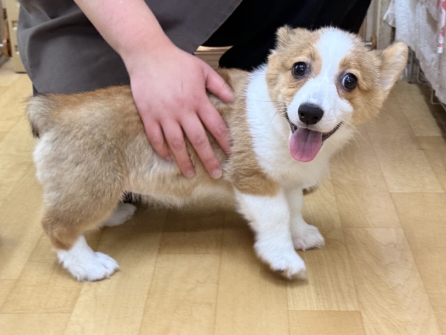 ウェルシュコーギー・ペンブローグ