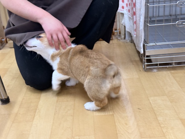 ウェルシュコーギー・ペンブローグ