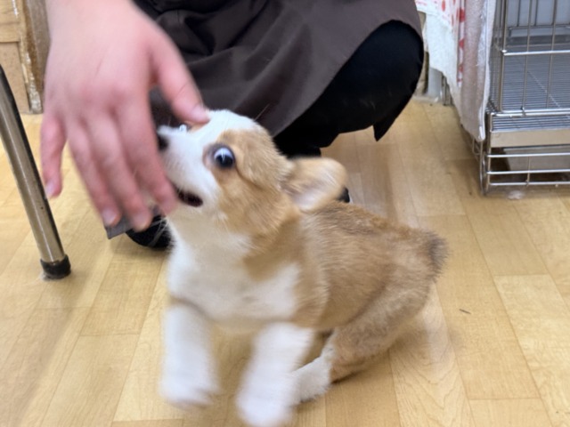 ウェルシュコーギー・ペンブローグ