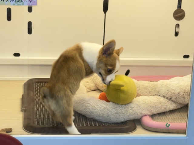 ウェルシュコーギー・ペンブローグ