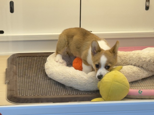 ウェルシュコーギー・ペンブローグ