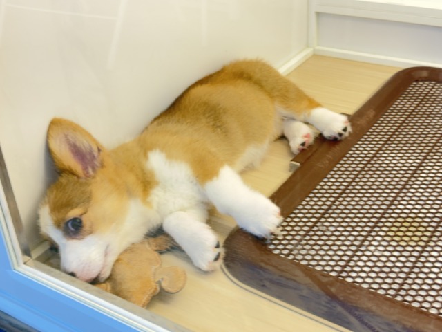 ウェルシュコーギー・ペンブローグ