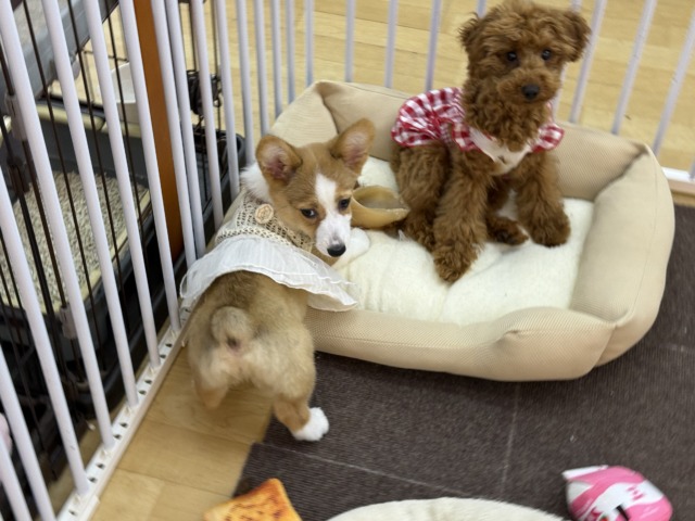 ウェルシュコーギー・ペンブローグ