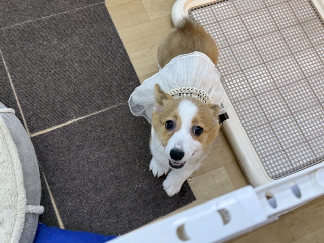 ウェルシュコーギー・ペンブローグ