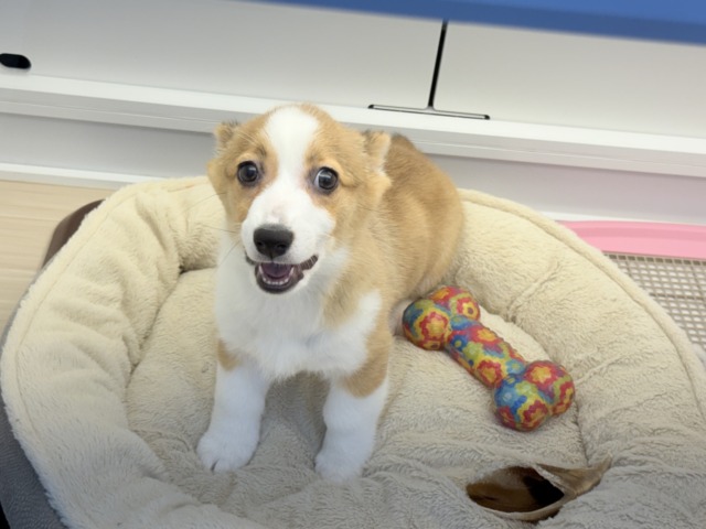 ウェルシュコーギー・ペンブローグ