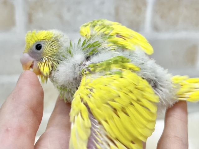 セキセイインコ