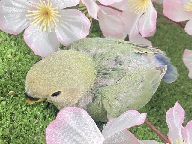 コザクラインコ（小桜インコ）