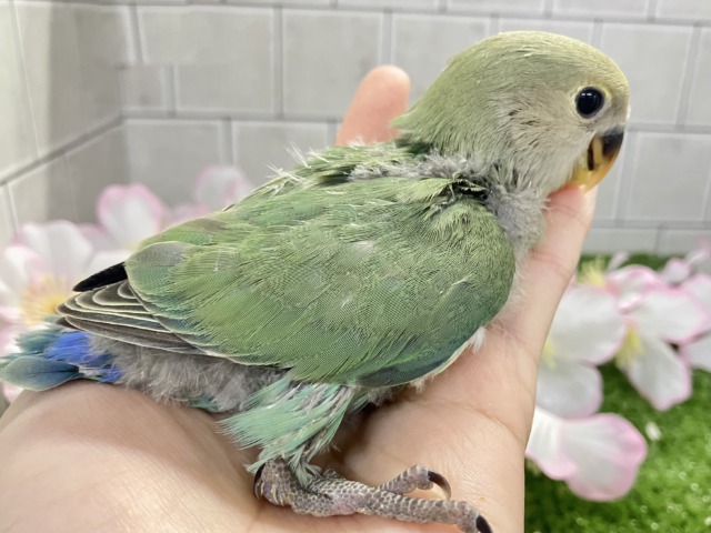 コザクラインコ（小桜インコ）