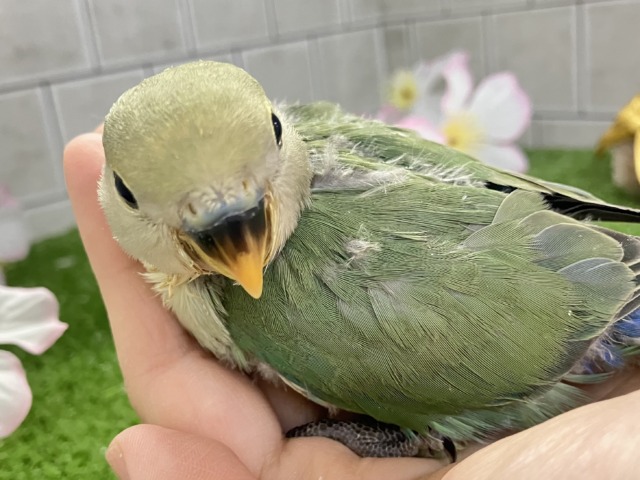 コザクラインコ（小桜インコ）