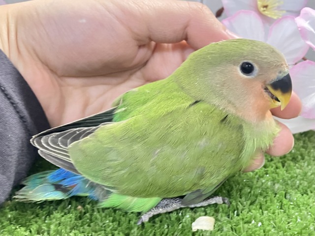 コザクラインコ（小桜インコ）