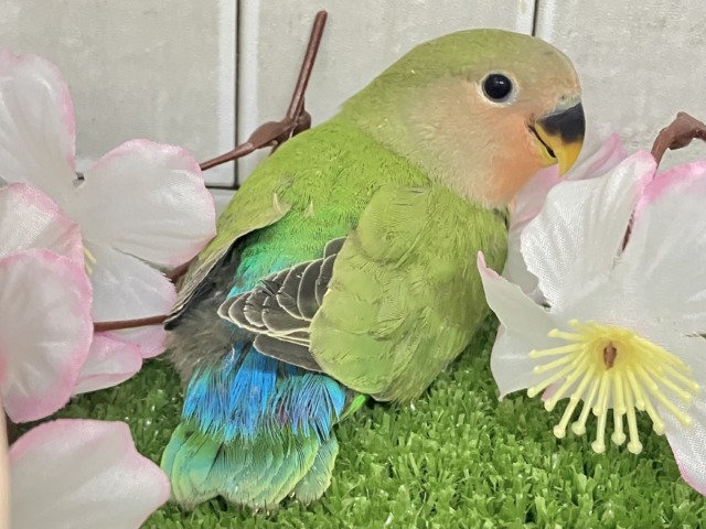 コザクラインコ（小桜インコ）