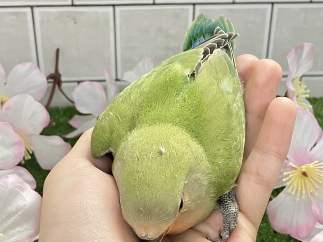 コザクラインコ（小桜インコ）