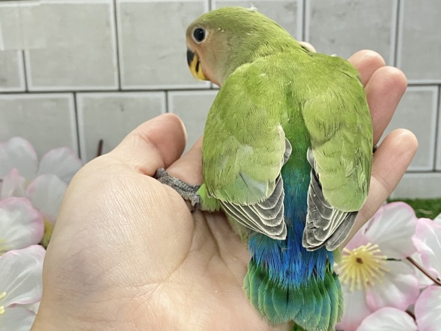 コザクラインコ（小桜インコ）