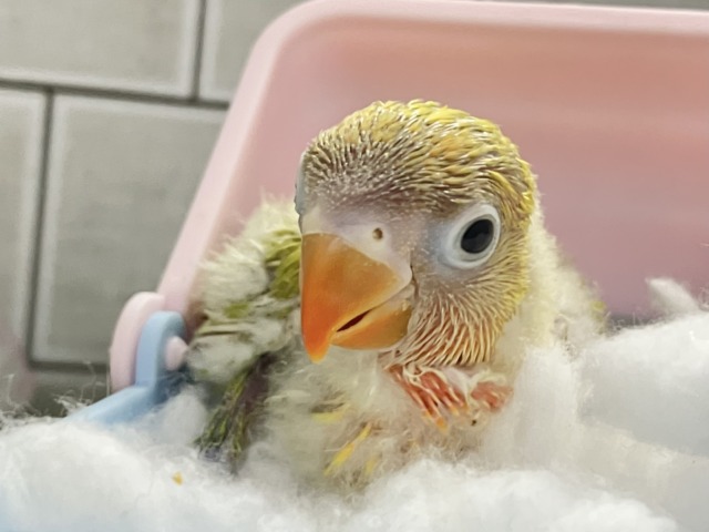 ヤマブキボタンインコ