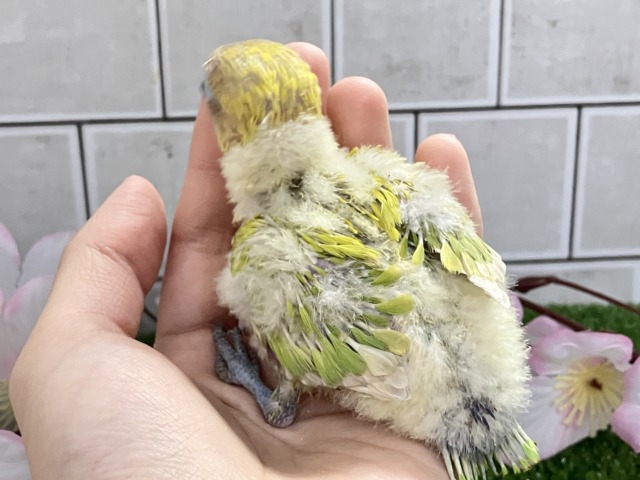 ヤマブキボタンインコ